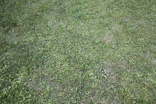 Green Grass Background Texture — Stock Photo, Image