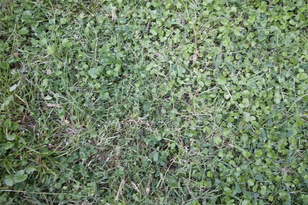 Πράσινο Γρασίδι Φόντο Υφή — Φωτογραφία Αρχείου