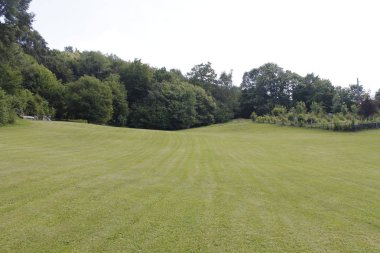 Yeşil ağaçlar zemin üzerine yeşil çayır 