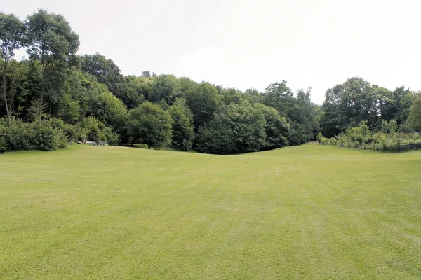 Green Meadow Background Green Trees — Stock Photo, Image