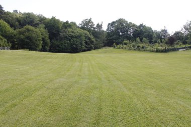 Yeşil ağaçlar zemin üzerine yeşil çayır