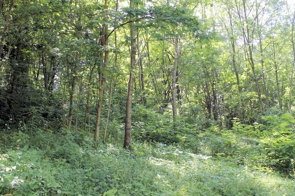 Landschaft Mit Grünen Wäldern Norditalien — Stockfoto