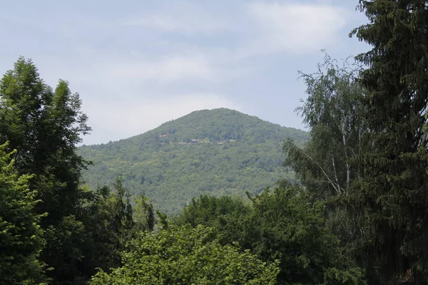 Bosques Verdes Fondo Con Árboles Verdes Bajo Cielo Azul Claro — Foto de Stock