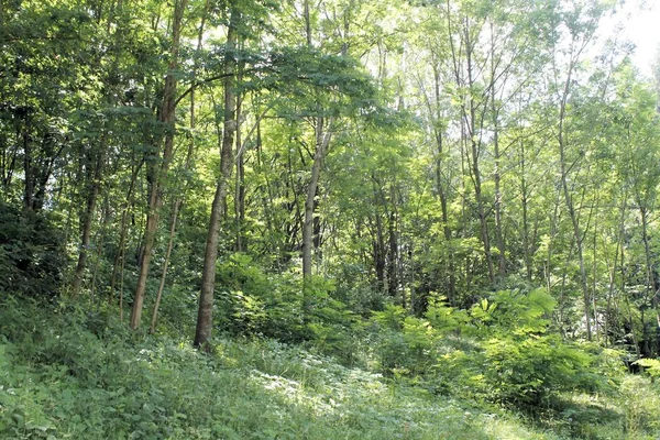 北イタリアで緑の森を風景します — ストック写真