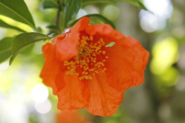 Nar çiçekleri ve doğada yeşil yaprakları