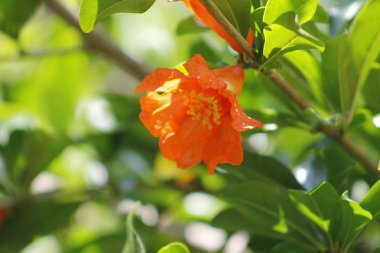 Nar çiçekleri ve doğada yeşil yaprakları