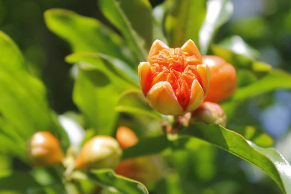 Granátové Jablko Květiny Zelené Listy Přírodě — Stock fotografie