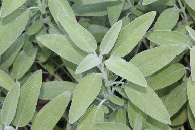 Sage (Salvia officinalis), şifalı bitkidir. Sage aromatik bir bitkidir.