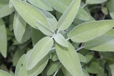 Sage (Salvia officinalis), şifalı bitkidir. Sage aromatik bir bitkidir.