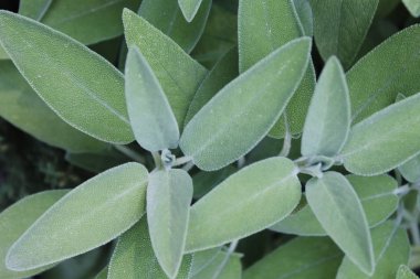 Sage (Salvia officinalis), şifalı bitkidir. Sage aromatik bir bitkidir.