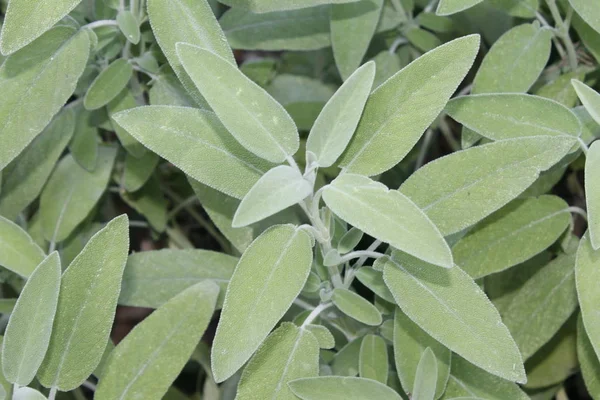 Salbei Salvia Officinalis Eine Heilpflanze Die Auch Als Heilkraut Bezeichnet — Stockfoto