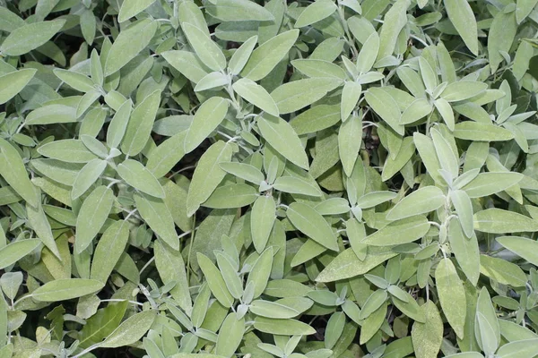 Sage Salvia Officinalis Medicinal Plant Also Called Medicinal Herb Sage — Stock Photo, Image