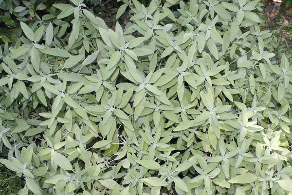 Salvia Salvia Officinalis Una Planta Medicinal También Llamada Hierba Medicinal — Foto de Stock
