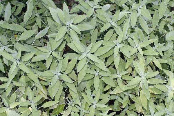 Sauge Salvia Officinalis Une Plante Médicinale Aussi Appelée Herbe Médicinale — Photo