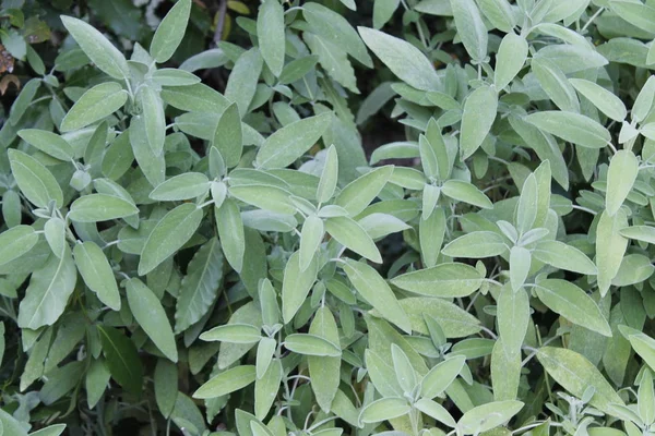 Salbei Salvia Officinalis Eine Heilpflanze Die Auch Als Heilkraut Bezeichnet — Stockfoto