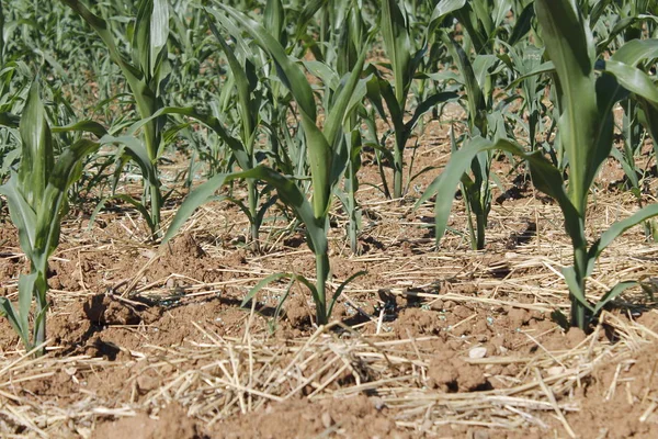 Piccole Piante Che Crescono Campo Agricolo — Foto Stock