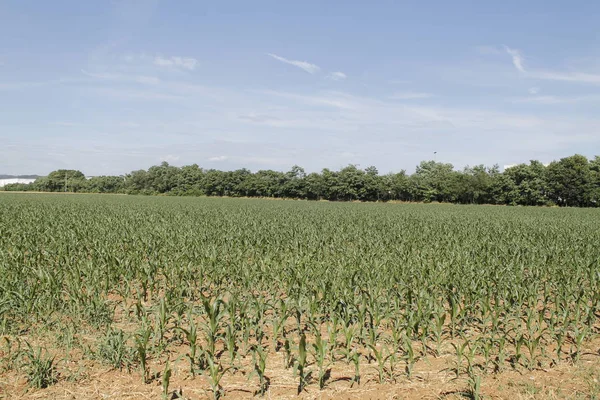 Pequeñas Plantas Que Crecen Campo Agrícola — Foto de Stock