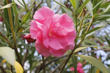 Zakkum çiçek bahçede / tatlı zakkum çiçek bahar bahçe parlak günde çiçeklenme yakın çekim / nerium oleander