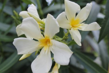 Zakkum çiçek bahçede / tatlı zakkum çiçek bahar bahçe parlak günde çiçeklenme yakın çekim / nerium oleander