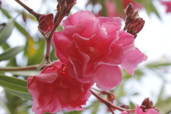 Fiore Oleandro Giardino Primo Piano Fiore Oleandro Dolce Fioritura Nel — Foto Stock