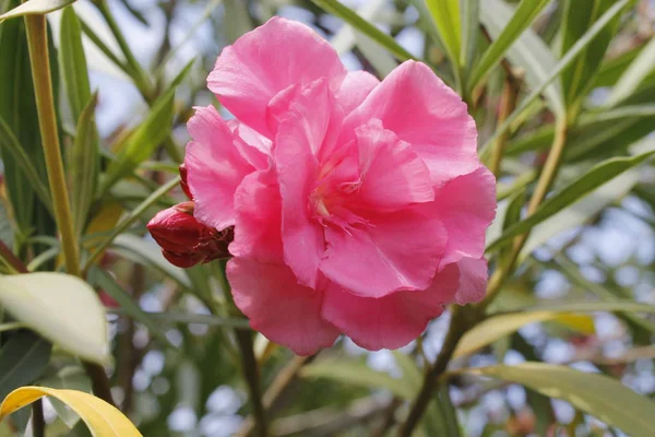 Fiore Oleandro Giardino Primo Piano Fiore Oleandro Dolce Fioritura Nel — Foto Stock