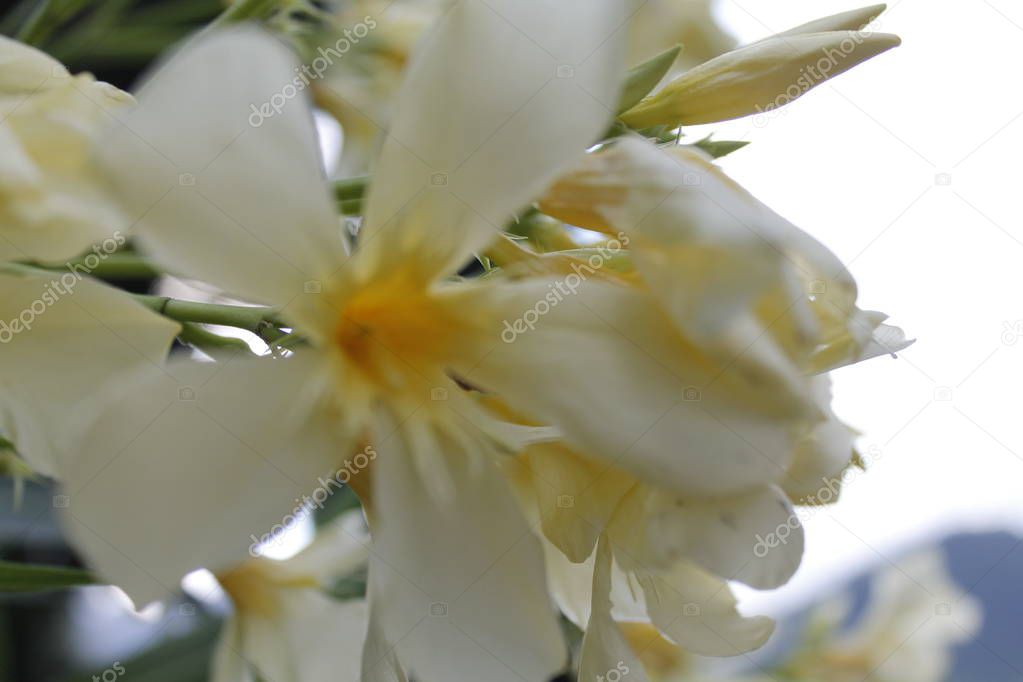 oleander flower in the garden / close up of sweet oleander flower blooming in the spring garden bright day / nerium oleander