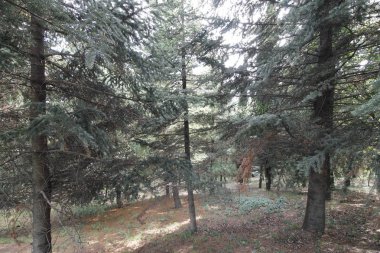 ağaçlar orman veya yeşil yaprakları ve iz koruyu