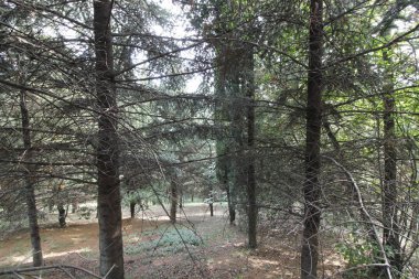 ağaçlar orman veya yeşil yaprakları ve iz koruyu