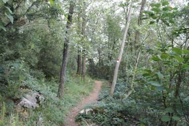 ağaçlar orman veya yeşil yaprakları ve iz koruyu