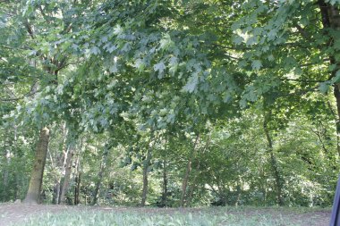 ağaçlar orman veya yeşil yaprakları ve iz koruyu