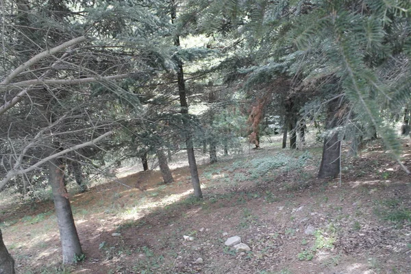 Bomen Het Bos Bos Met Groene Bladeren Trail — Stockfoto