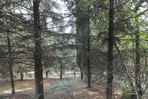 ağaçlar orman veya yeşil yaprakları ve iz koruyu