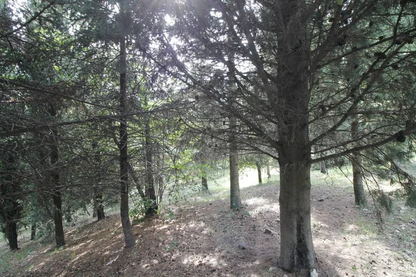 Pohon Hutan Atau Hutan Dengan Daun Hijau Dan Jejak — Stok Foto