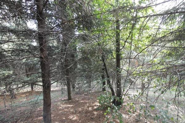 Pohon Hutan Atau Hutan Dengan Daun Hijau Dan Jejak — Stok Foto