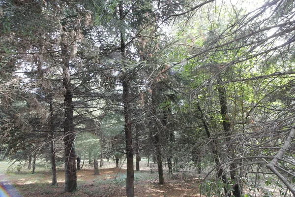 Drzewa Lesie Lub Lesie Zielonych Liści Szlak — Zdjęcie stockowe