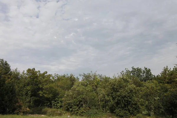 Arbres Dans Forêt Les Bois Avec Des Feuilles Vertes Sentier — Photo