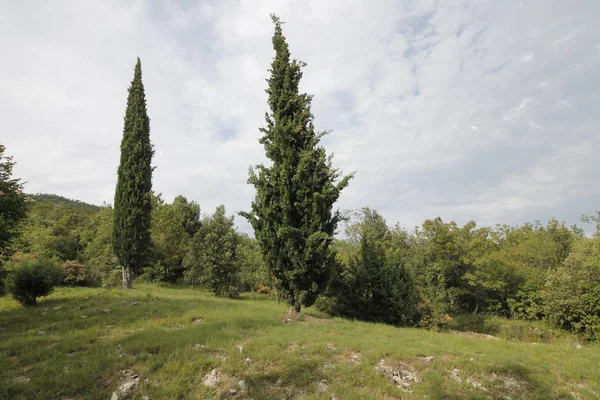 Arbres Dans Forêt Les Bois Avec Des Feuilles Vertes Sentier — Photo