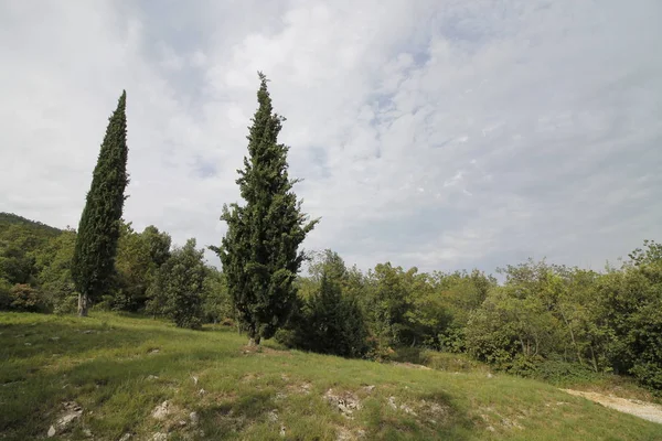 Árboles Bosque Bosques Con Hojas Verdes Sendero — Foto de Stock