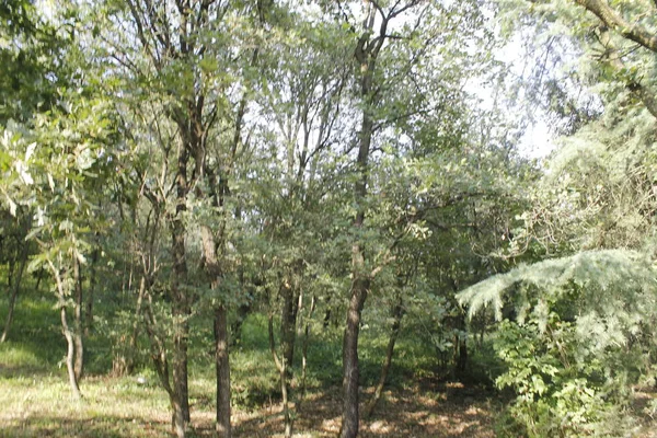 Träd Skogen Eller Skogen Med Gröna Blad Och Trail — Stockfoto