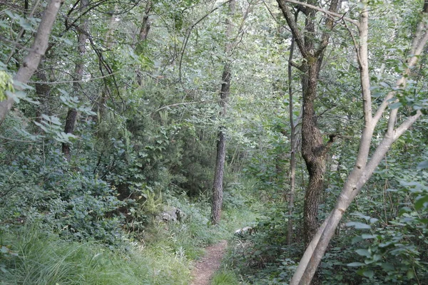 Δέντρα Στο Δάσος Δάσος Πράσινα Φύλλα Και Μονοπάτι — Φωτογραφία Αρχείου
