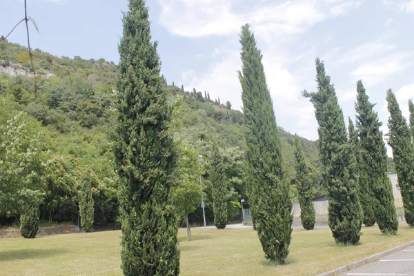 Árvores Floresta Bosques Com Folhas Verdes Trilha — Fotografia de Stock