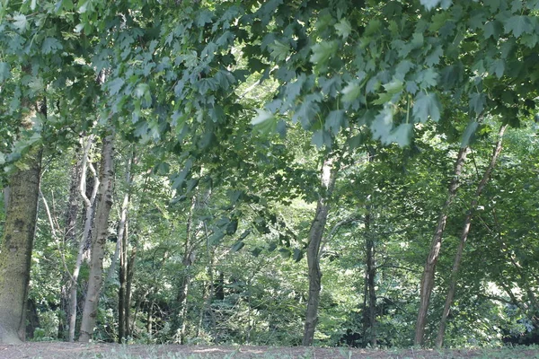 Árvores Floresta Bosques Com Folhas Verdes Trilha — Fotografia de Stock