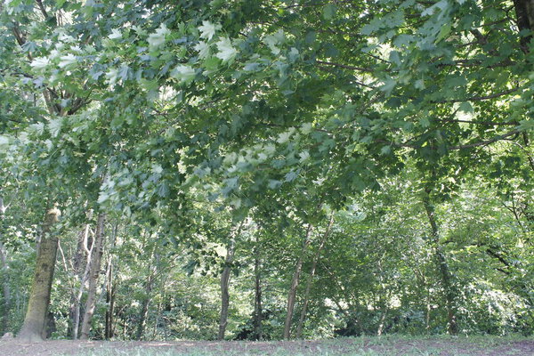 Trees in forest or woods with green leaves and trail