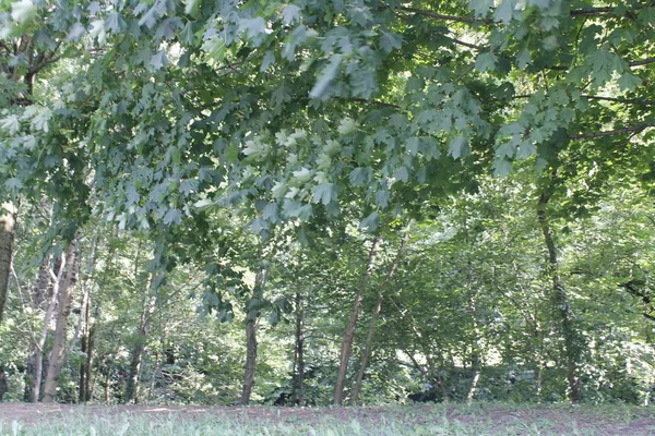 Árvores Floresta Bosques Com Folhas Verdes Trilha — Fotografia de Stock