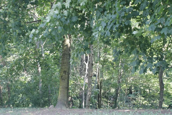 Árvores Floresta Bosques Com Folhas Verdes Trilha — Fotografia de Stock