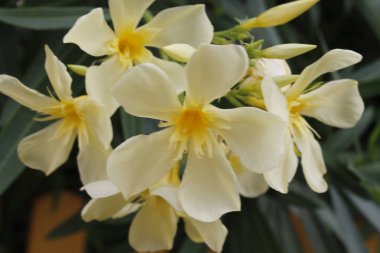 Zakkum çiçek bahçede / tatlı zakkum çiçek bahar bahçe parlak günde çiçeklenme yakın çekim / nerium oleander