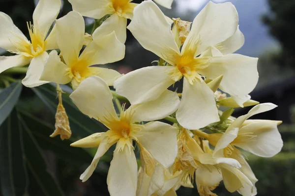 キョウチクトウ庭の花 春の庭の明るい日に咲く甘いキョウチクトウの花のクローズ アップ キョウチクトウ 夾竹桃 — ストック写真