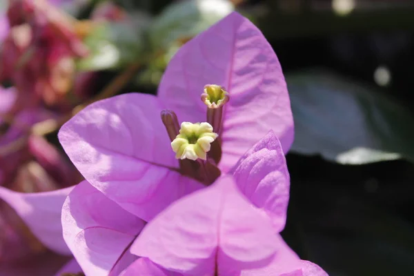 Lila Virágok Bougainvillea Olaszország — Stock Fotó