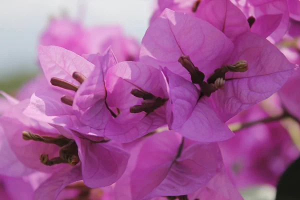 Fialové Květy Popínavé Rostliny Itálii — Stock fotografie