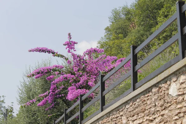 Fleurs Pourpres Bougainvilliers Italie — Photo